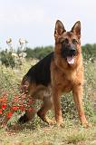 BERGER ALLEMAND 416